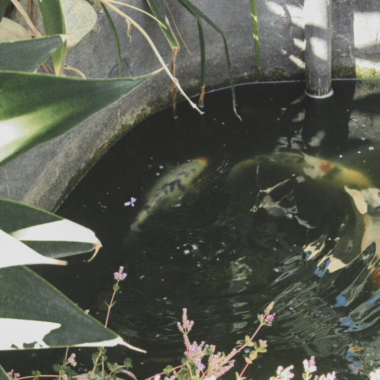 Mountainia koi pond