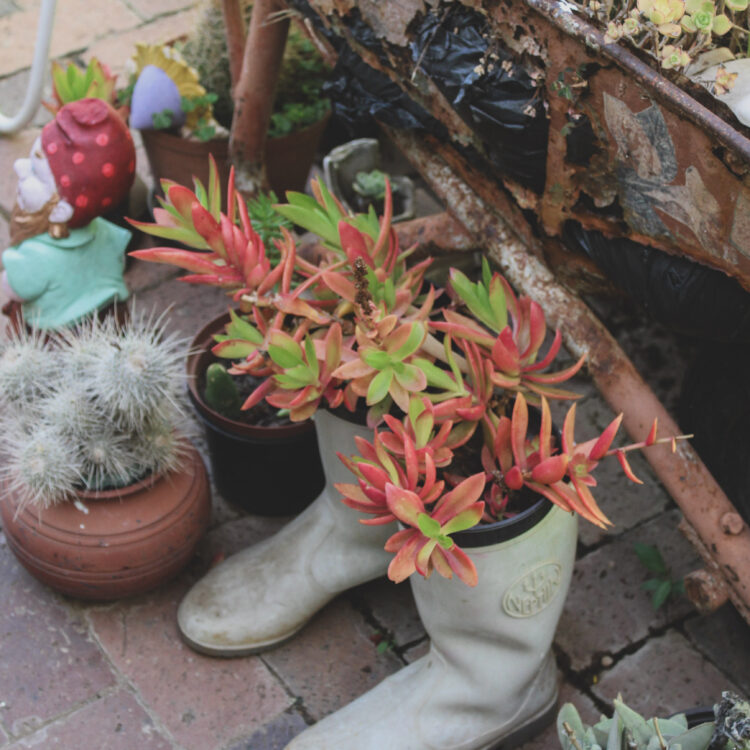 Mountainia garden boots