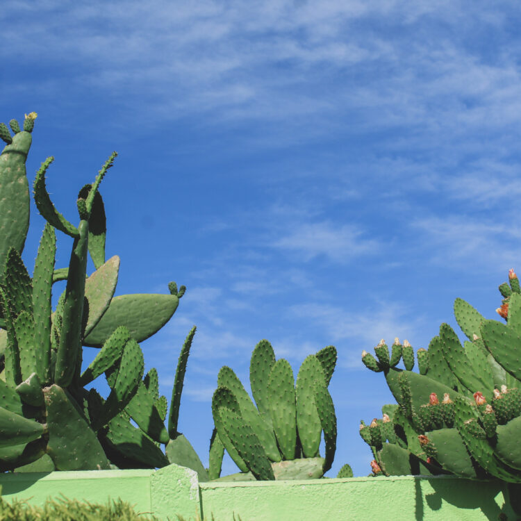 Mountainia Prickly Pear