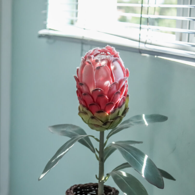 Protea